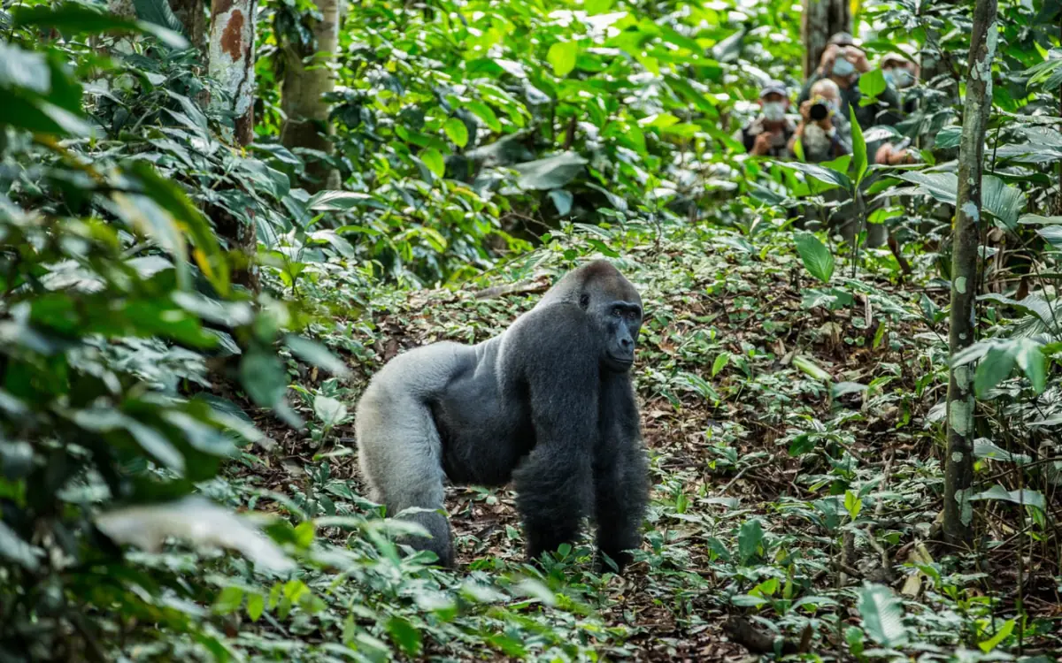 Rainforest lodge in Odzala-Kokoua National Park, Republic of Congo